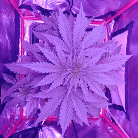 Gorilla Zkittlez Auto growlog timeline photo