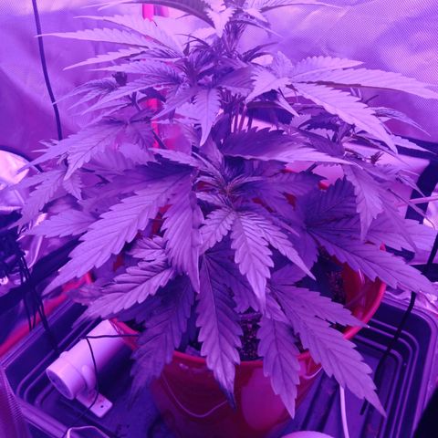 Gorilla Zkittlez Auto growlog timeline photo
