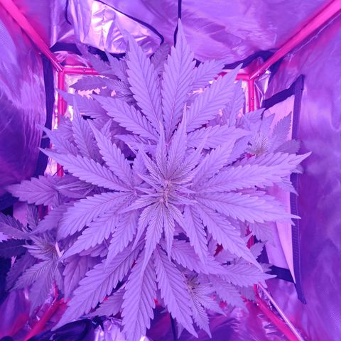Gorilla Zkittlez Auto growlog timeline photo