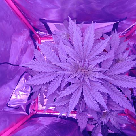Gorilla Zkittlez Auto growlog timeline photo