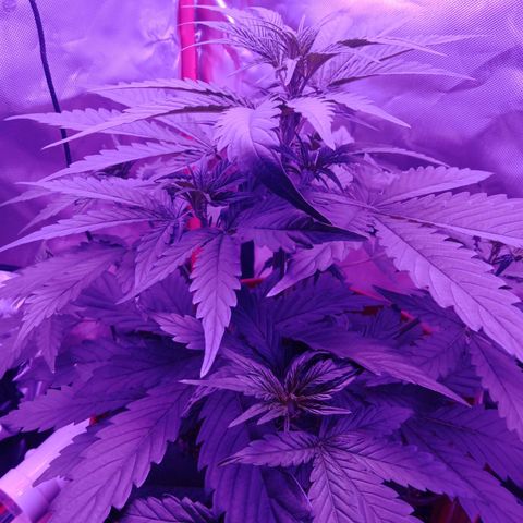 Gorilla Zkittlez Auto growlog timeline photo