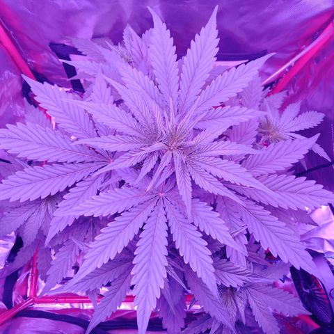 Gorilla Zkittlez Auto growlog timeline photo