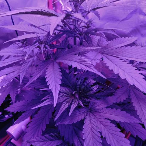 Gorilla Zkittlez Auto growlog timeline photo