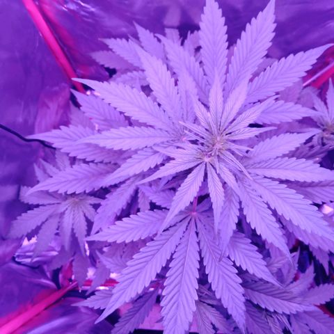 Gorilla Zkittlez Auto growlog timeline photo