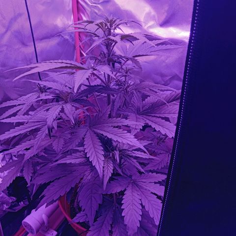 Gorilla Zkittlez Auto growlog timeline photo