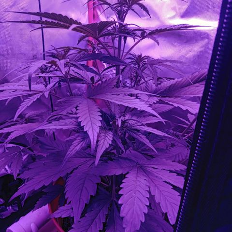 Gorilla Zkittlez Auto growlog timeline photo