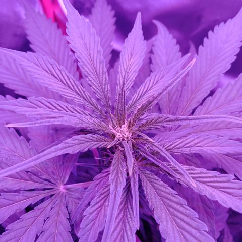 Gorilla Zkittlez Auto growlog timeline photo