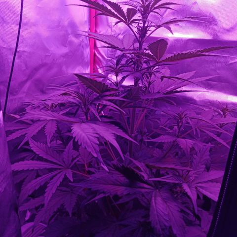 Gorilla Zkittlez Auto growlog timeline photo