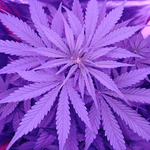 Gorilla Zkittlez Auto growlog timeline photo