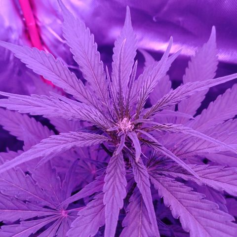 Gorilla Zkittlez Auto growlog timeline photo