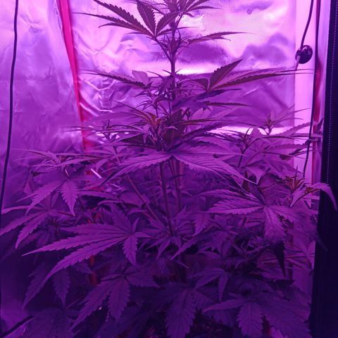 Gorilla Zkittlez Auto growlog timeline photo
