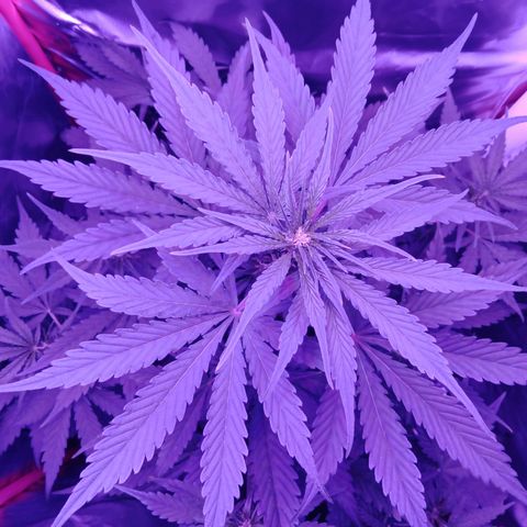 Gorilla Zkittlez Auto growlog timeline photo