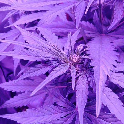 Gorilla Zkittlez Auto growlog timeline photo