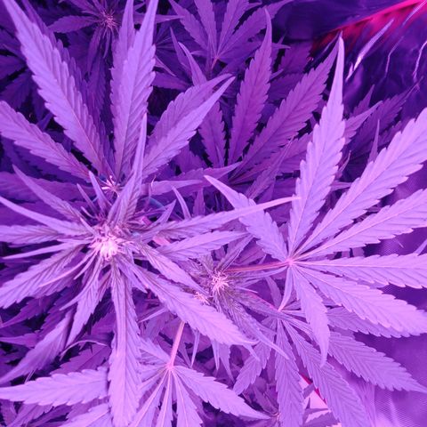 Gorilla Zkittlez Auto growlog timeline photo