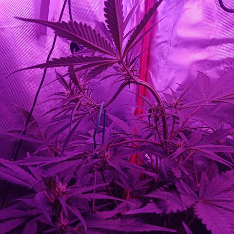 Gorilla Zkittlez Auto growlog timeline photo
