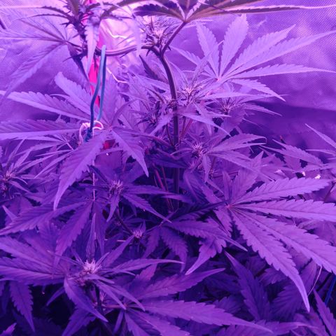 Gorilla Zkittlez Auto growlog timeline photo