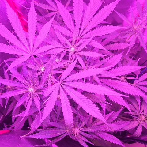 Gorilla Zkittlez Auto growlog timeline photo