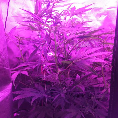 Gorilla Zkittlez Auto growlog timeline photo