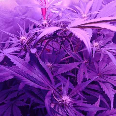 Gorilla Zkittlez Auto growlog timeline photo