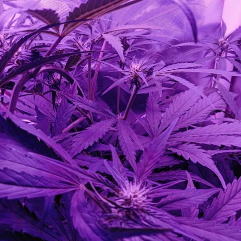 Gorilla Zkittlez Auto growlog timeline photo