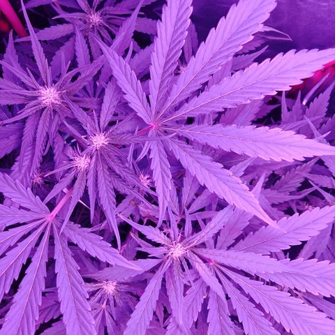 Gorilla Zkittlez Auto growlog timeline photo
