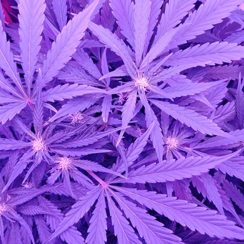 Gorilla Zkittlez Auto growlog timeline photo