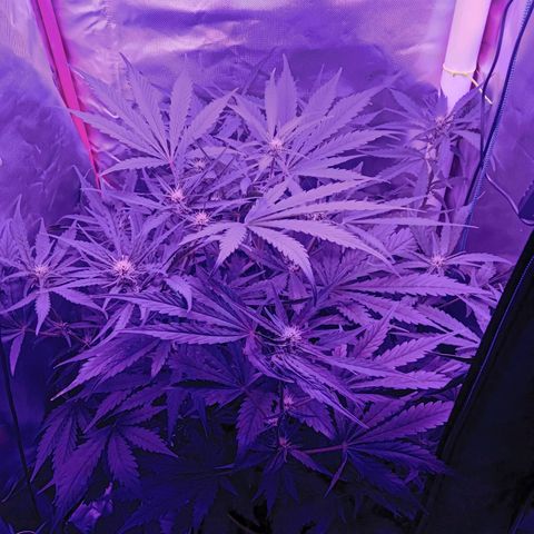 Gorilla Zkittlez Auto growlog timeline photo