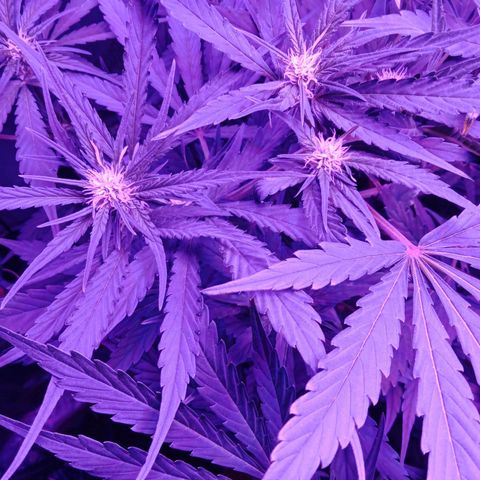 Gorilla Zkittlez Auto growlog timeline photo