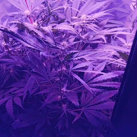 Gorilla Zkittlez Auto growlog photo: Ok that's a suprise everything and I mean everything is spot on 💯