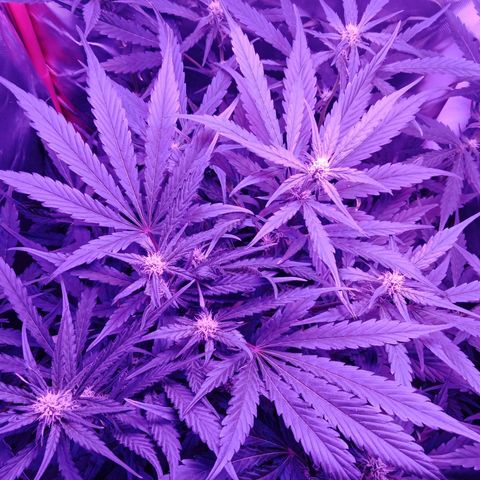 Gorilla Zkittlez Auto growlog photo: Ok that's a suprise everything and I mean everything is spot on 💯