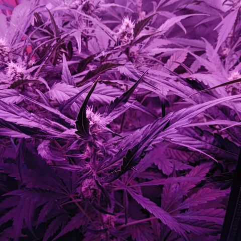 Gorilla Zkittlez Auto growlog timeline photo
