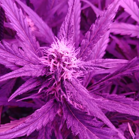 Gorilla Zkittlez Auto growlog timeline photo