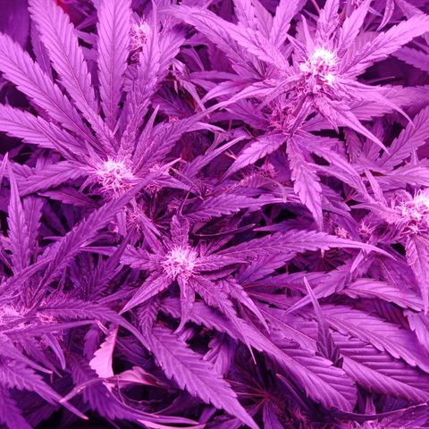 Gorilla Zkittlez Auto growlog timeline photo