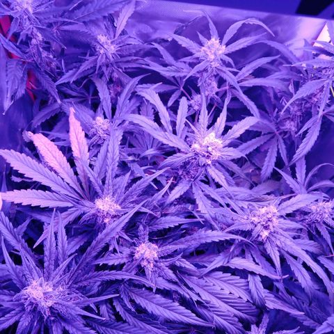Gorilla Zkittlez Auto growlog timeline photo