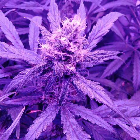 Gorilla Zkittlez Auto growlog timeline photo