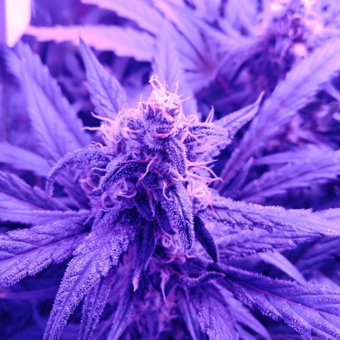 Gorilla Zkittlez Auto growlog timeline photo