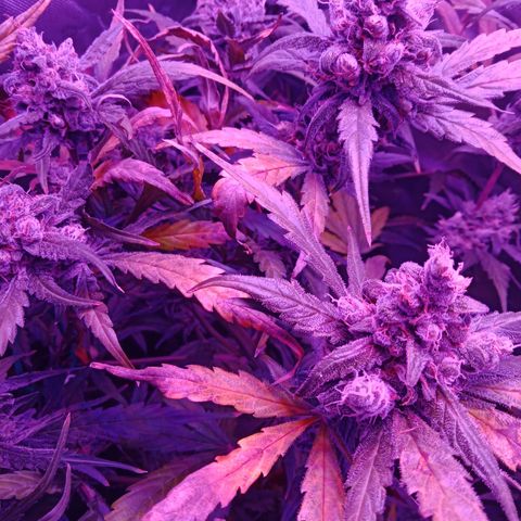 Gorilla Zkittlez Auto growlog timeline photo