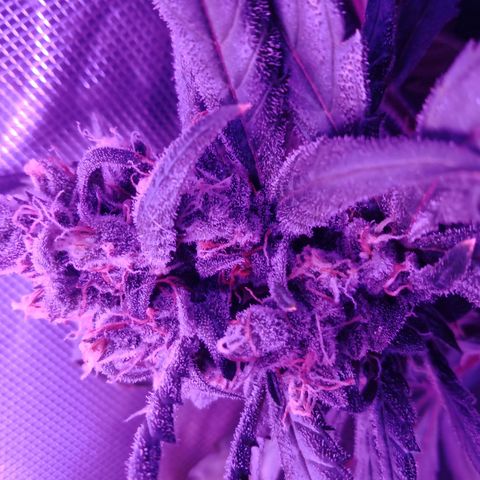 Gorilla Zkittlez Auto growlog timeline photo
