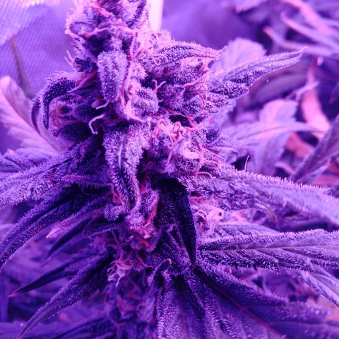 Gorilla Zkittlez Auto growlog timeline photo