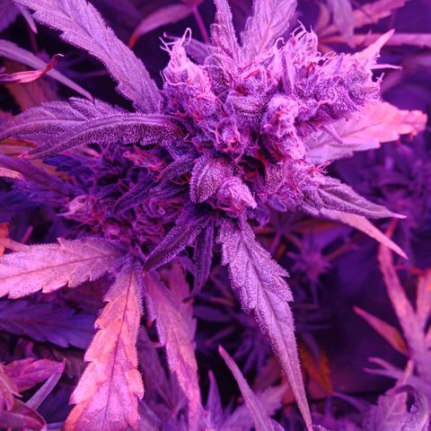 Gorilla Zkittlez Auto growlog timeline photo