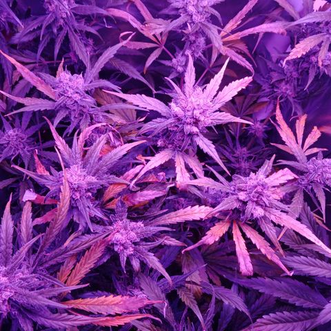 Gorilla Zkittlez Auto growlog timeline photo