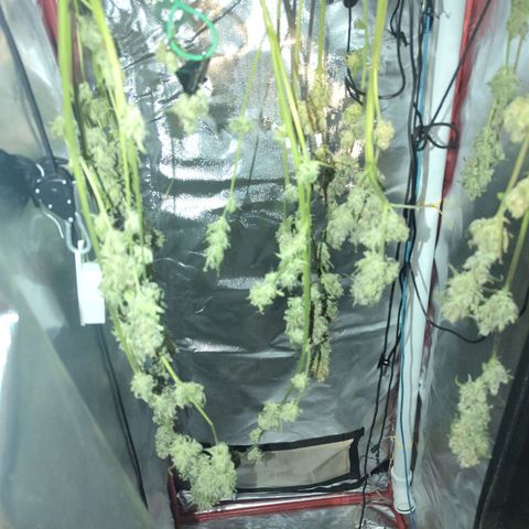 Gorilla Zkittlez Auto growlog timeline photo