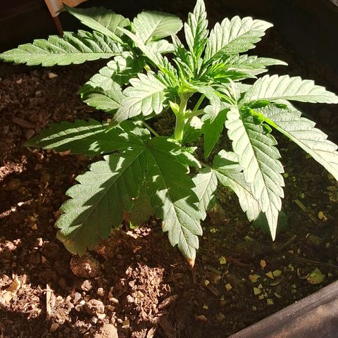 Genética desconhecida growlog timeline photo