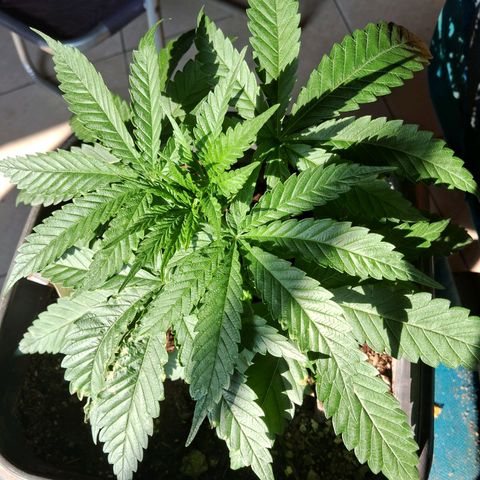 Genética desconhecida growlog photo: Após ficar uma semana sem postar uma foto pra apreciar o desenvolvimento dela, voltei. Regando diariamente com borra de café, tbm tem casca de ovo no solo