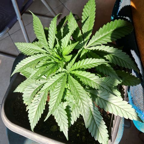 Genética desconhecida growlog photo: Após ficar uma semana sem postar uma foto pra apreciar o desenvolvimento dela, voltei. Regando diariamente com borra de café, tbm tem casca de ovo no solo