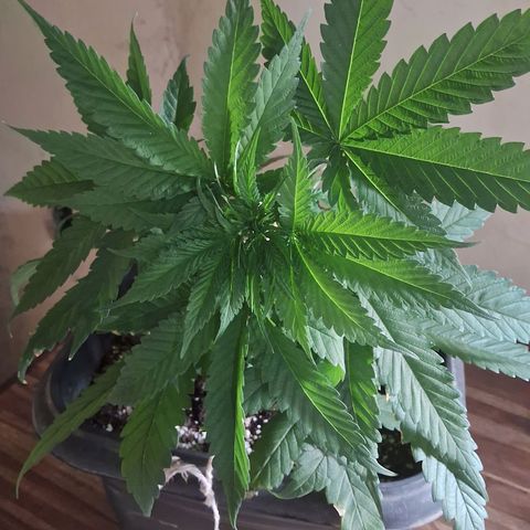 Genética desconhecida growlog photo: As folhas de cima começaram a tampar as de baixo, fiz uma amarra lst para que as luzes cheguem as folhas novas de baixo
