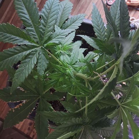 Genética desconhecida growlog photo: As folhas de cima começaram a tampar as de baixo, fiz uma amarra lst para que as luzes cheguem as folhas novas de baixo