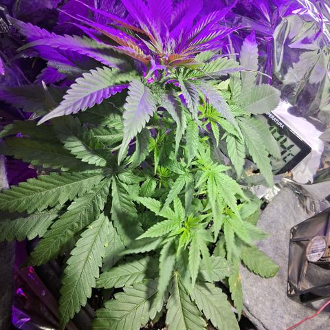 Genética desconhecida growlog photo: Após uma amarras no caule principal e a retirada de uma folha que estava tampando a luz de outros galhos, consegui distribuir a luz melhor para as folhas 