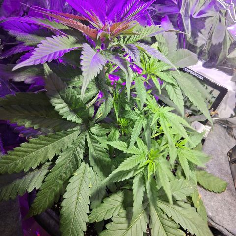 Genética desconhecida growlog photo: Após uma amarras no caule principal e a retirada de uma folha que estava tampando a luz de outros galhos, consegui distribuir a luz melhor para as folhas 