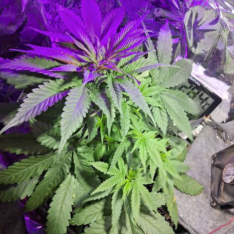 Genética desconhecida growlog photo: Após uma amarras no caule principal e a retirada de uma folha que estava tampando a luz de outros galhos, consegui distribuir a luz melhor para as folhas 
